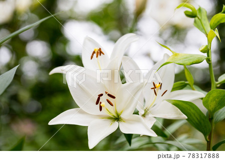 埼玉県所沢ゆり園　カサブランカ 78317888