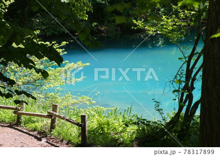 初夏の五色沼・青沼（福島県・北塩原村） 78317899