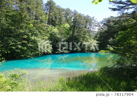 初夏の五色沼・青沼（福島県・北塩原村） 78317904