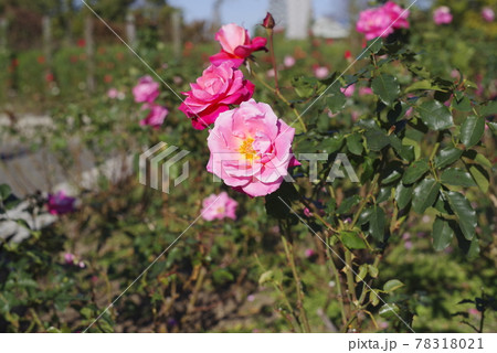 薔薇園にピンク色や赤紫色のバラの花が咲いています。このバラの名前はフィネスです。 78318021