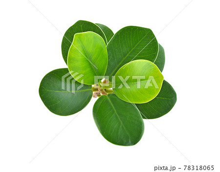 Top view of Ficus annulata isolated on white background 78318065