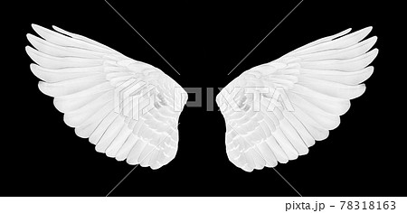 Pinion on the sprawling white Pinion on the sprawling white 78318163