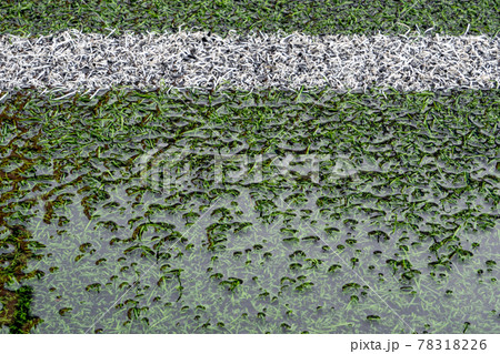 The artificial grass football field inundates with water 78318226