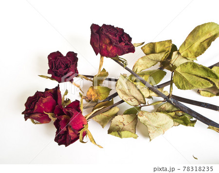 Petals and leaf of roses the Haggard Petals and leaf of roses the Haggard 78318235