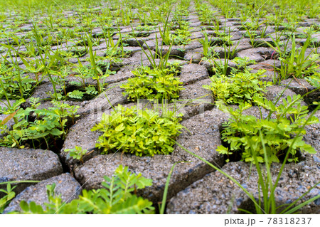Small plants in the concrete pathway brick 78318237