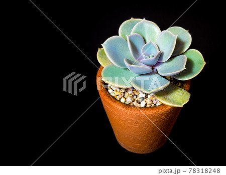 Succulent plant close-up Echeveria Gibbiflora in the earthen pot Succulent plant close-up Echeveria Gibbiflora in the earthen pot 78318248