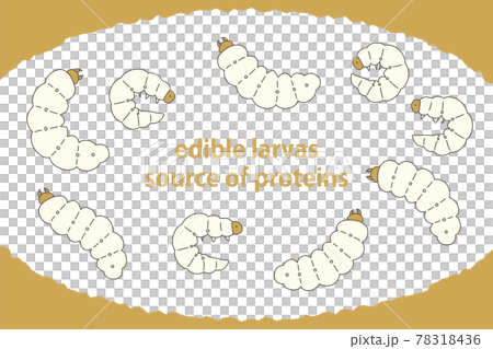 Illustration set of edible insects edible larvae Next-generation protein resources Illustration set of edible insects edible larvae Next-generation protein resources 78318436