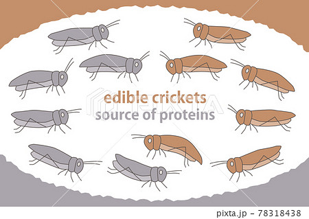 食用昆虫のイラスト セット 食用コオロギ 次世代のたんぱく資源のイラスト素材