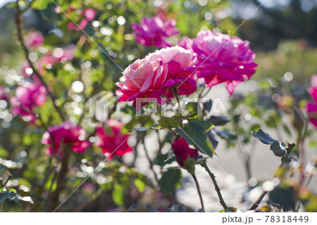 薔薇園にピンク色の薔薇の花が咲いています。このバラの名前はプリンセス・チチブです。 78318449