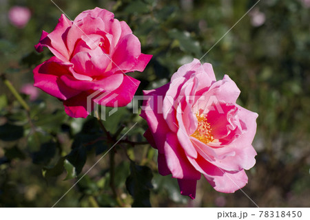 薔薇園にピンク色の薔薇の花が咲いています。このバラの名前はプリンセス・チチブです。 薔薇園にピンク色の薔薇の花が咲いています。このバラの名前はプリンセス・チチブです。 78318450