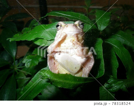 暗やみの蛙 78318524