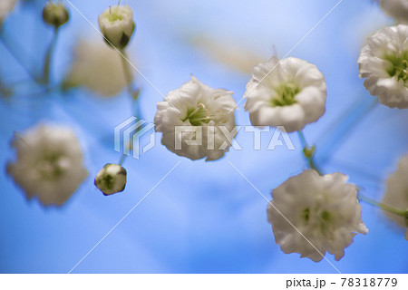 白いカスミソウの花のクローズアップ写真です。 78318779