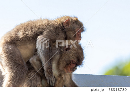 （静岡県）南伊豆波勝崎モンキーベイ　交尾する猿 78318780