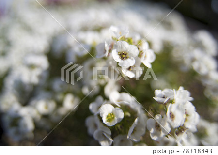 これらの白色の花の名前はスイートアリッサムです。学名はLobularia maritimaです。 78318843