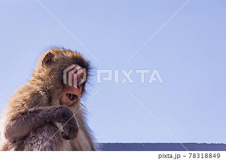（静岡県）南伊豆波勝崎モンキーベイ　海辺の若いサル 78318849