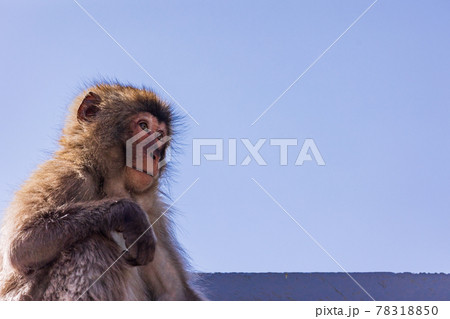 （静岡県）南伊豆波勝崎モンキーベイ　海辺の若いサル 78318850