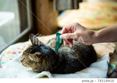 ノミ殺しの薬をペットの猫に付ける ノミ殺しの薬をペットの猫に付ける 78318910