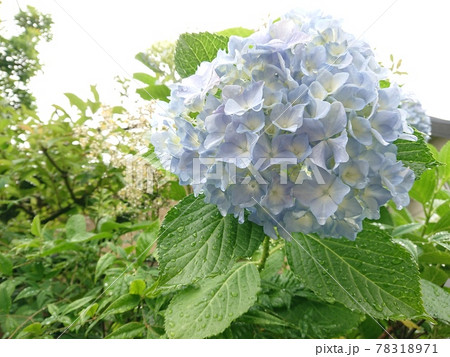 水色の紫陽花 78318971