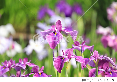 堀切菖蒲園 色とりどりの花菖蒲 堀切菖蒲園 色とりどりの花菖蒲 78319119