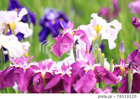 堀切菖蒲園 色とりどりの花菖蒲 堀切菖蒲園 色とりどりの花菖蒲 78319120