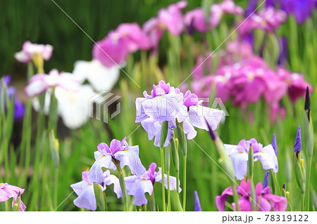 堀切菖蒲園 色とりどりの花菖蒲 堀切菖蒲園 色とりどりの花菖蒲 78319122