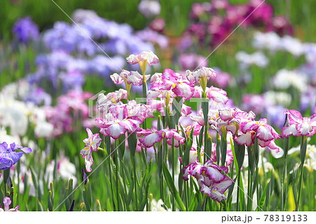 堀切菖蒲園　色とりどりの花菖蒲　　　　 78319133