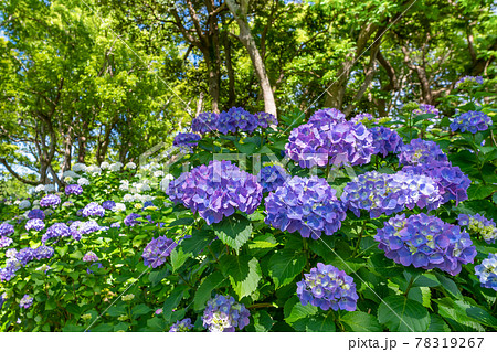 静岡県下田市 下田公園のあじさいの写真素材