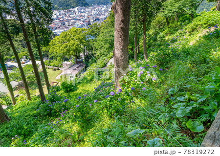 静岡県下田市 下田公園のあじさいの写真素材