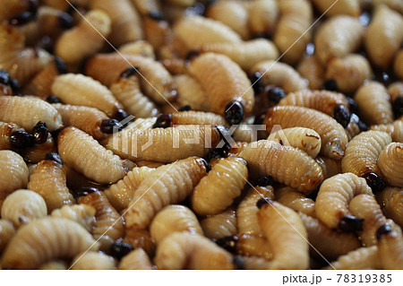 Group of oragnic Living edible palm weevil larvae (Rhynchophorus phoenicis), Rhinoceros beetle at traditional food market in the national jungle forest, protein source, advertisement backgrounds 78319385