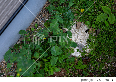 雑草 雨水 配管 洗浄 点検口 雑草 雨水 配管 洗浄 点検口 78319813