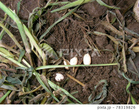カナヘビの卵 カナヘビの卵 78319826