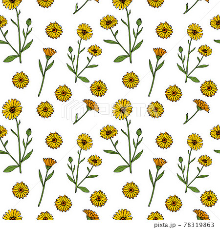 Seamless pattern with common marigold Seamless pattern with common marigold 78319863