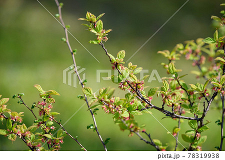 ユスラウメの若い実 78319938