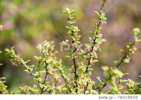 ユスラウメの若い実 ユスラウメの若い実 78319939
