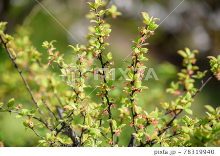 ユスラウメの若い実 78319940