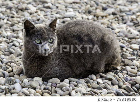Gray cat on the street 78319980