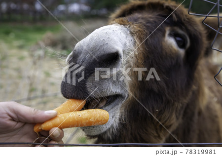 Donkey eating carrots on a farm 78319981