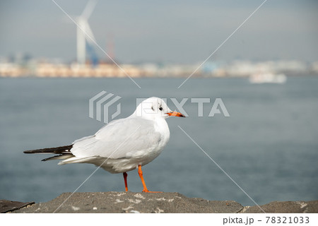 横浜港のカモメ 78321033