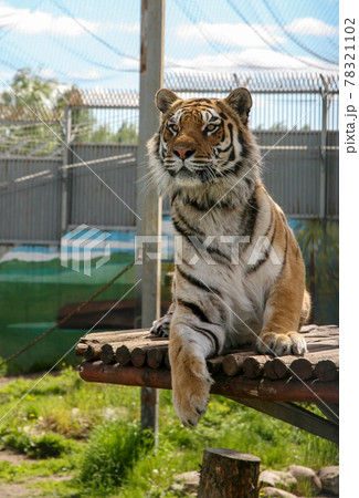 Interested amur tiger on a sunny summer day 78321102