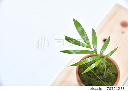 小さな植木鉢に植えた観葉植物 テーブルヤシ 小さな植木鉢に植えた観葉植物 テーブルヤシ 78321273