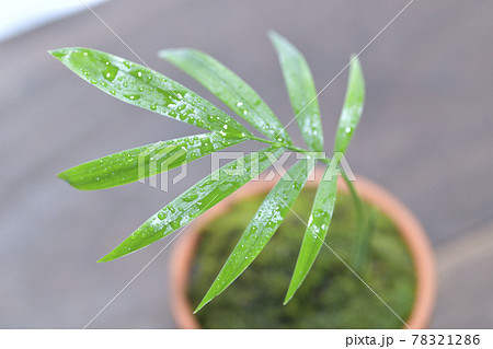 小さな植木鉢に植えた観葉植物 テーブルヤシの写真素材