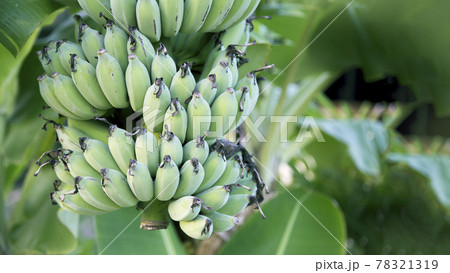 green banana fruit on tree in jungle 78321319