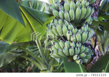 green banana fruit on tree in green banana fruit on tree in 78321320