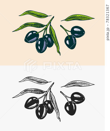 Olive branch of trees. Oil ingredient. Organic vegetarian product. Green plant, twigs and fruits Olive branch of trees. Oil ingredient. Organic vegetarian product. Green plant, twigs and fruits 78321367