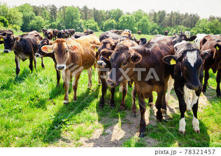 Ayreshire dairy cattle at pasture in Southern England UK 78321457