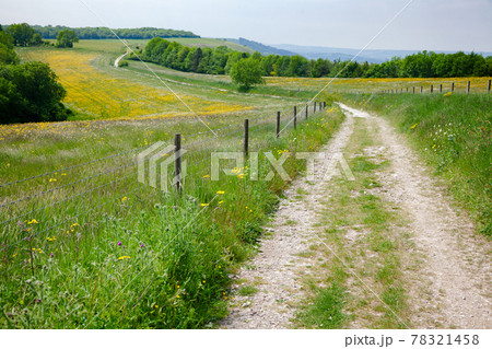 South Downs Way National Trail in Sussex Southern England UK 78321458