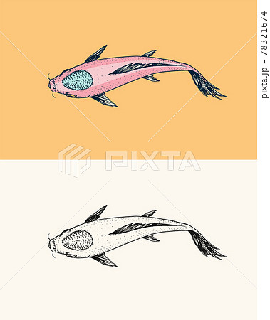 Koi carp, Japanese fish. Korean animal. Engraved hand drawn line art Vintage tattoo monochrome Koi carp, Japanese fish. Korean animal. Engraved hand drawn line art Vintage tattoo monochrome 78321674