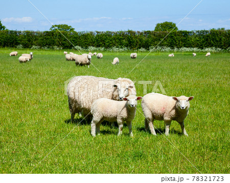 Lambs 78321723