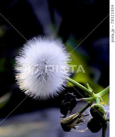 フワフワしたたんぽぽの綿毛 フワフワしたたんぽぽの綿毛 78321934