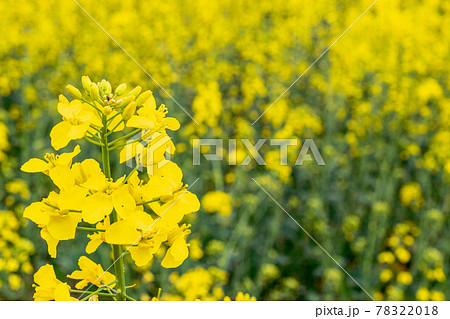 Rapes flower. Yellow rape flowers for healthy...の写真素材